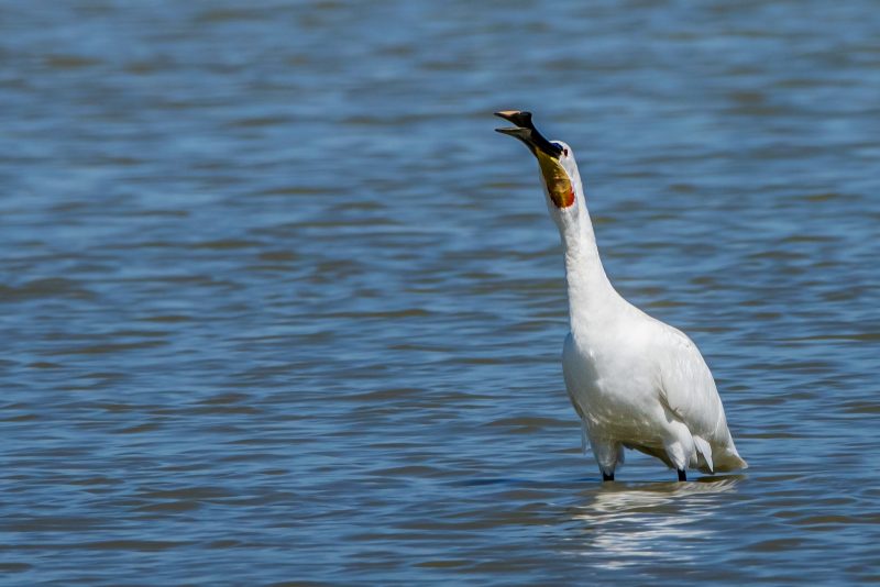 Spatule blanche avalant un poisson